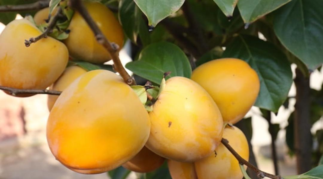 Datolyaszilva: ismerjük meg ezt a könnyen termeszthető és egészséges gyümölcsöt!