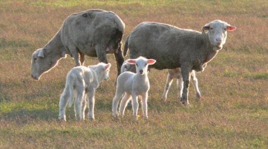 Több mint 40 bárányt és malacot lopott egy bűnbanda a járvány alatt