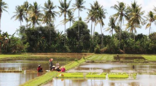 Ráktenyésztés a rizsföldeken – Kína csodafegyvere az éhínség ellen