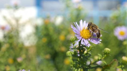 Összefogtak a természetvédők, a méhészek és a vadászok
