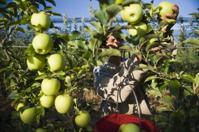 almaültetvény növényvédelem