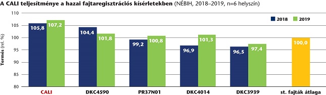 kukorica vetőmag