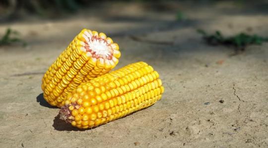 Lehet még jövedelmezőbb a kukoricatermesztés?