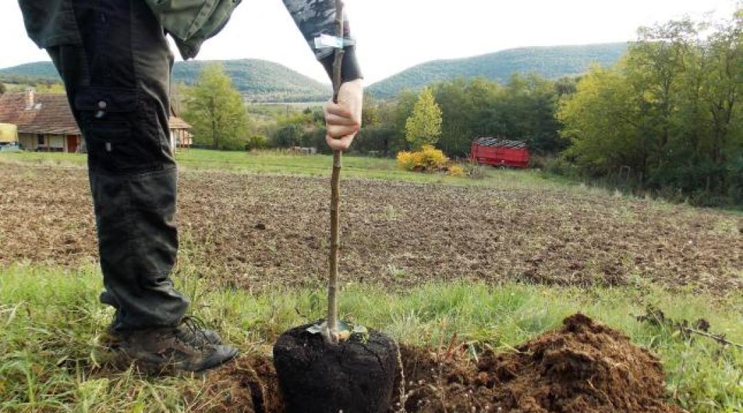 10 jó tanács a sikeres őszi gyümölcsfaültetéshez!