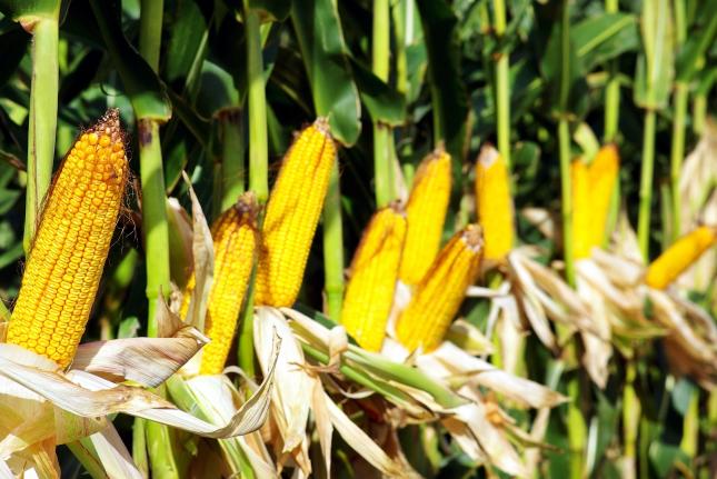 dekalb kukorica vetőmag árak 2020 free