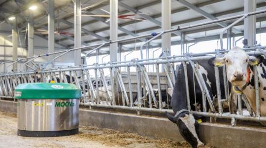Elképesztő termelésnövekedést produkált az új mezőhegyesi robotizált tehenészet