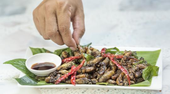 Thaiföld rovarokat fog exportálni az EU-ba
