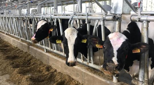 Növekvő tejhozam, nyugodt és egészséges jószágok: Itt nagyon jó tehénnek lenni! – VIDEÓ