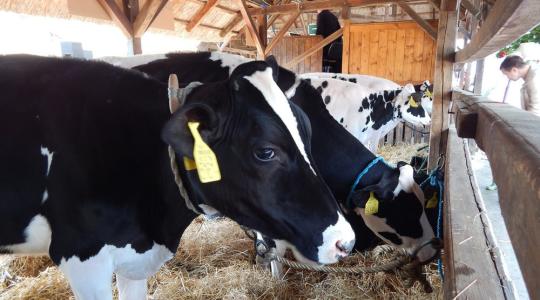 Hínárt keverve a tehenek takarmányába csökkenthető a metánkibocsátás