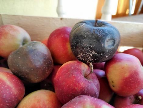 Ne vesszen kárba a leszüretelt gyümölcs és zöldség! Így előzd meg a tárolási betegségeket!