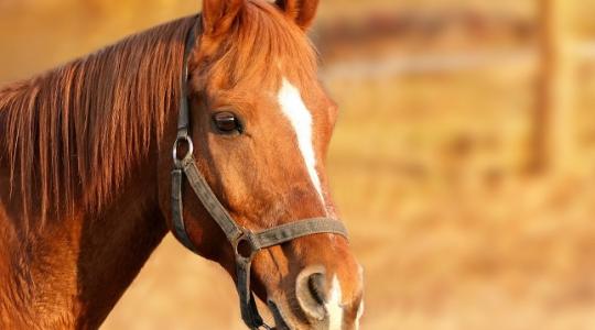 Előrelépés a lótenyésztésben: álló MRI-vel vizsgálják a lovak sántaságának okát