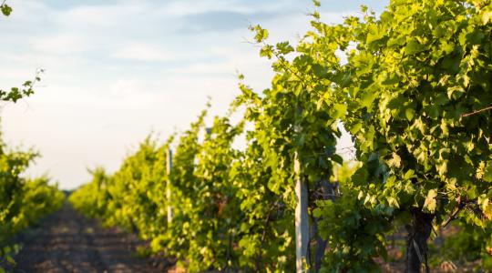 Mostantól a Soltvadkerti borok is oltalom alatt álló eredetmegjelölést élveznek!