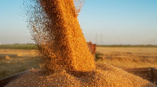Jóval kevesebb lehet az USA szója- és kukorica termése, mint vártuk?