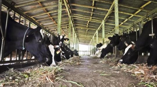 Kimondta a bíróság: törvénytelen volt a tejtermelő gazdaságok bezáratása Hollandiában