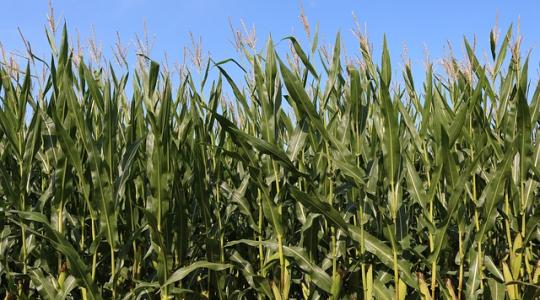 Argentína kukoricából és szójából rekordmennyiségű termést vár