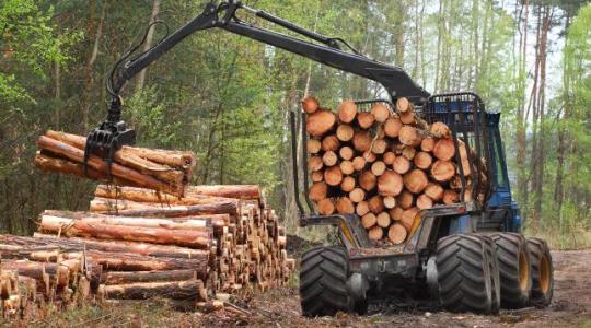 Fontos lépésre szánta el magát az EU a 2020 utáni Erdészeti Stratégiával kapcsolatban