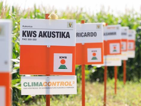 KWS kukorica újdonságok a 2021-es tavaszi szezonban!