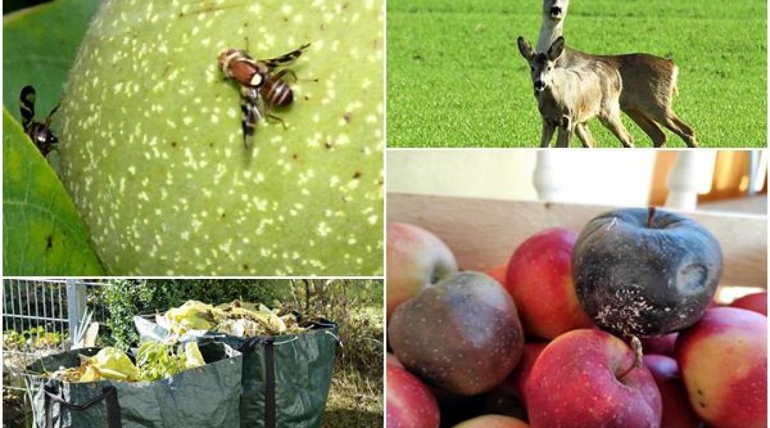 Vadriasztó módszerek, a komposztálás kérdései és a gyümölcsök téli tárolása