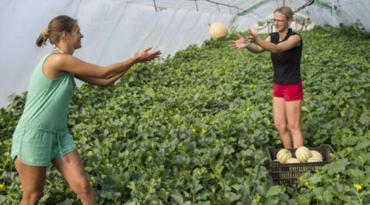 Több diák dolgozik idén a mezőgazdaságban 