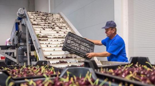 Gyümölcs- és zöldségfeldolgozó szakirányú továbbképzést indít a Szent István Egyetem