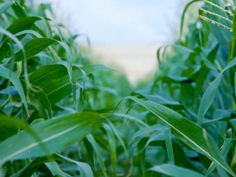 2021-ben érkezik a Bayer új LAUDIS SMART kukorica technológiai csomagja