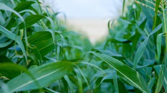 2021-ben érkezik a Bayer új LAUDIS SMART kukorica technológiai csomagja