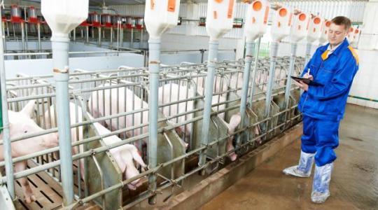 A változás elkerülhetetlen: meghódítják az állattenyésztést a döntéstámogató rendszerek