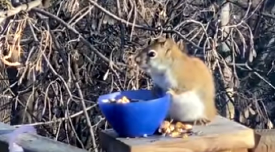 Dülöngélő részeg mókus – az erjedt körte következményei (VIDEÓ)