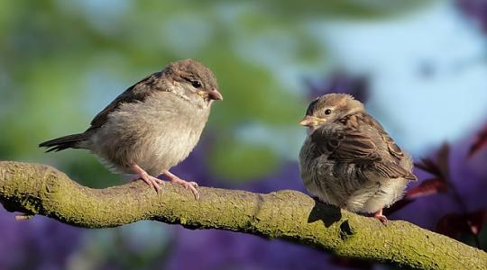 Csökkent az ózonszennyezés, 1,5 millió madár menekült meg