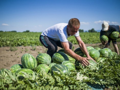 Jövő héttől akár szeptember közepéig kapható lesz a magyar görögdinnye