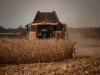 Kiemelkedő kukoricatermés egy nehéz évben? Mondja el a fiatal gazda, hogyan sikerült!