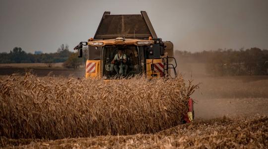 Kiemelkedő kukoricatermés egy nehéz évben? Mondja el a fiatal gazda, hogyan sikerült!