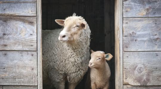 Rekord magas bárány felvásárlási árak!