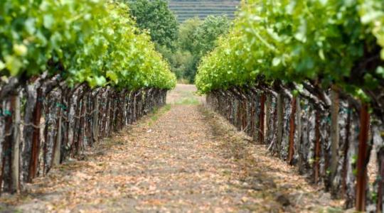 Milyen hatással van a talajbolygatás a szőlőt károsító gombákra?