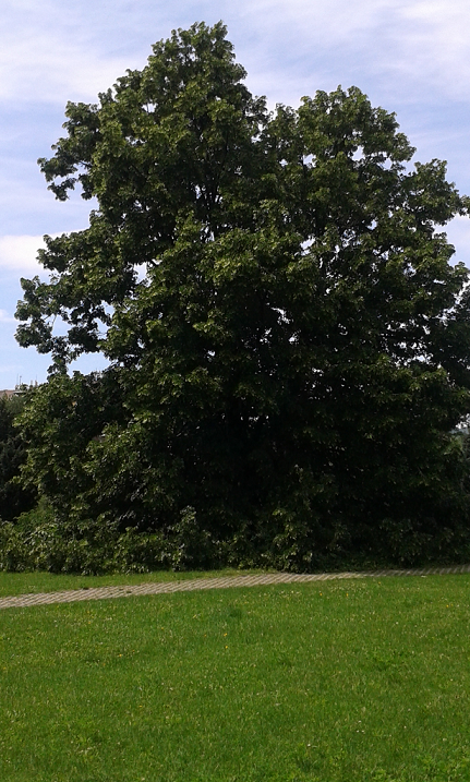 A Budai Arborétumban álló 60 éves hársfa