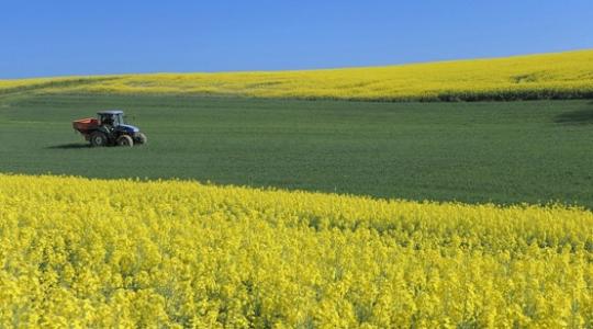 Így alakult a mezőgazdasági kibocsátási érték; a tavaszi aszályos időjárás a repce fejlődését viselte meg a leginkább
