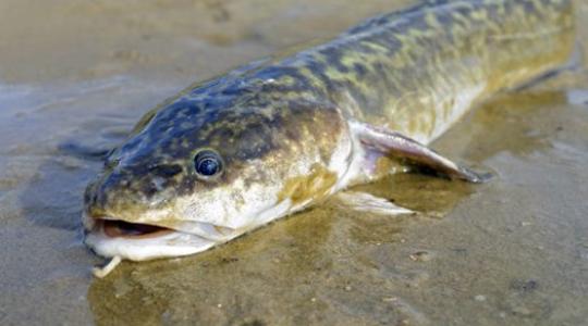 Sikerült visszatelepíteni a menyhalat a Balatonba