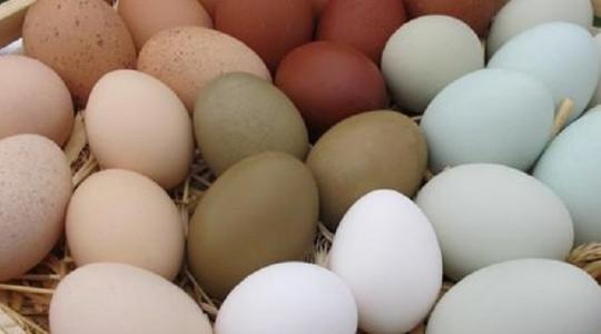 Omega-3 tojást tojó tyúkokat nevelnek a Szent István Egyetemen