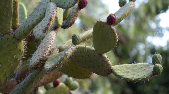 Intenzíven növekvő kaktuszállományt kellett megfékezni a Pilisben