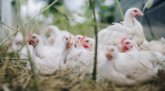 Madárinfluenza-fertőzés miatt leölnek több mint egymillió csirkét