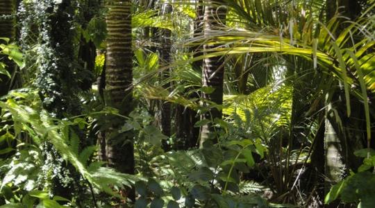 A trópusi erdők egy része ma már több szén-dioxidot bocsát ki a légkörbe, mint amennyit elnyel