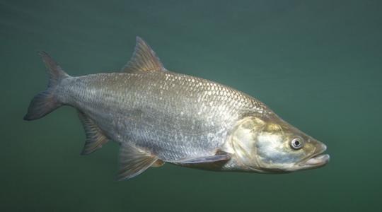 Horgászboltokban több száz igazolatlan eredetű halat foglaltak le a halőrök