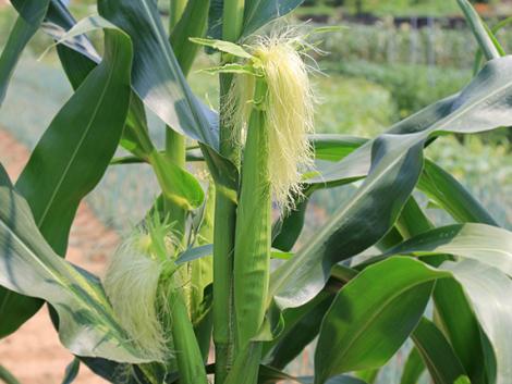 A Pioneer hibridkukoricát vető gazdák nyerték a legtöbb díjat az amerikai NCGA  termésversenyén