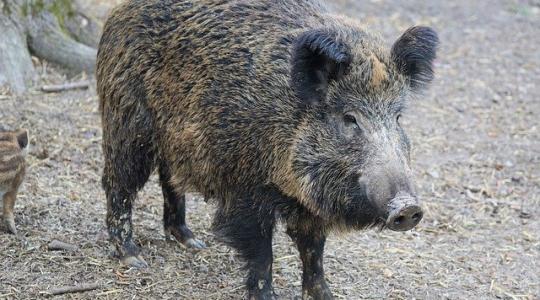 Megjelent a sertéspestis a miskolci állatkertben