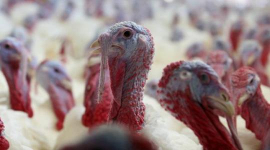 Újra betört Magyarországra a madárinfluenza – 90 000 pulyka leölését rendelték el