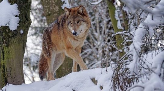 Puszta kézzel végzett az állataira támadó farkassal egy orosz gazda