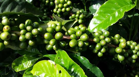 Több mint 9,5 millió tonna kávét termelnek évente, ami hatalmas környezeti terhelést jelent