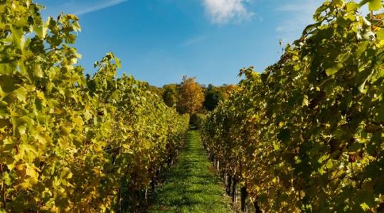 Milyen jövő vár a magyar szőlőszaporítóanyag-előállításra?