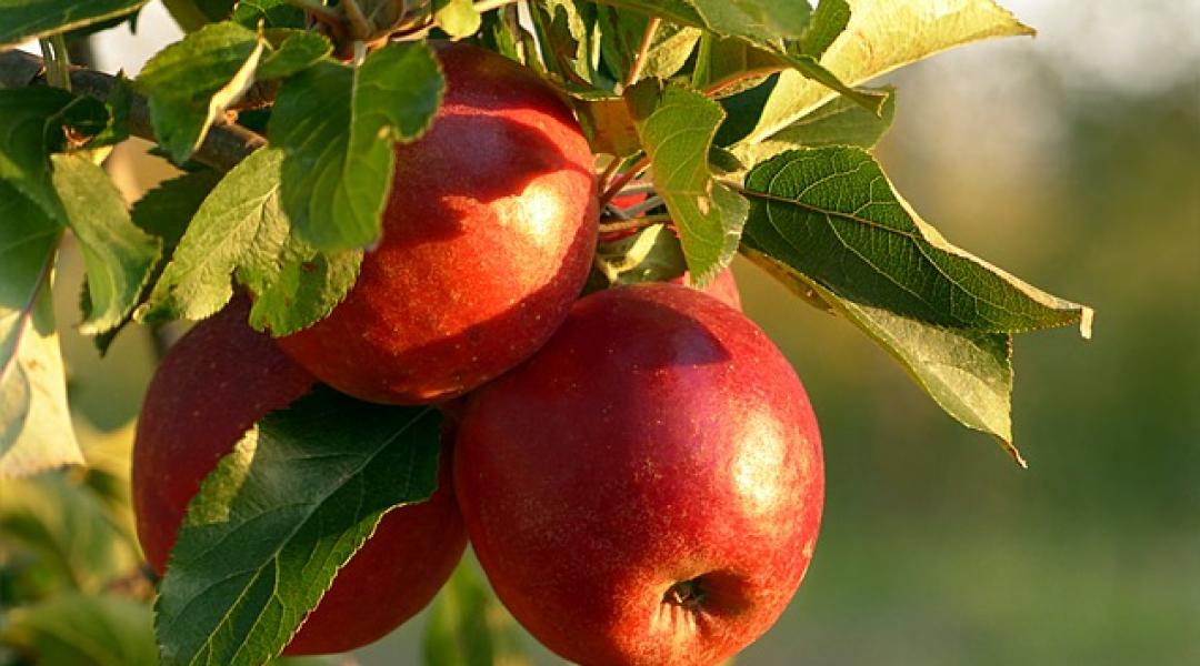 Siralmas lesz az idei almatermés – de nem csak itthon, ami felnyomhatja az árakat
