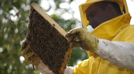 Méhészek figyelem! Fontos változás a méhegészségügyi támogatás kapcsán
